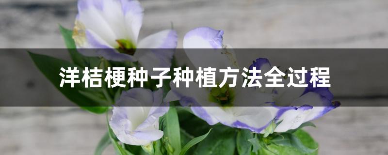 洋桔梗种子种植方法全过程