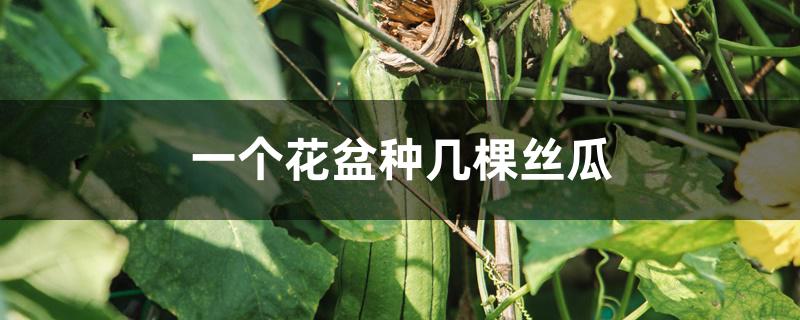 一个花盆种几棵丝瓜