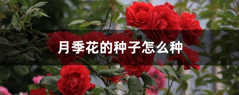 月季花的种子怎么种