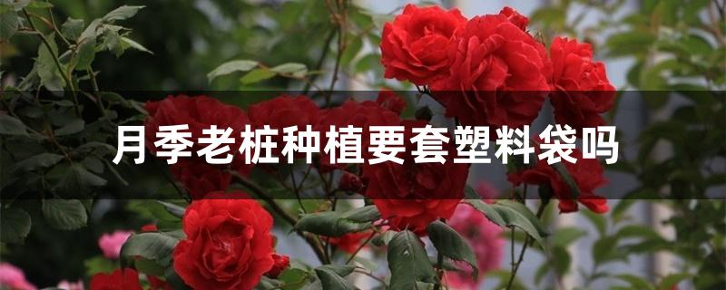 月季老桩种植要套塑料袋吗