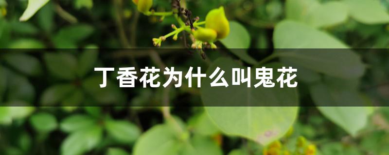 丁香花为什么叫鬼花