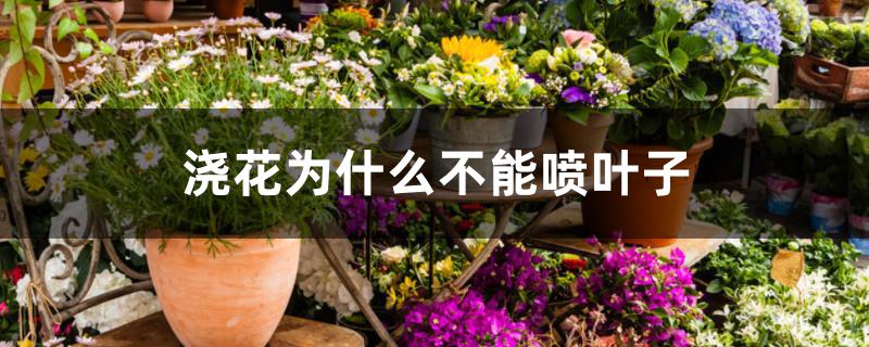 浇花为什么不能喷叶子