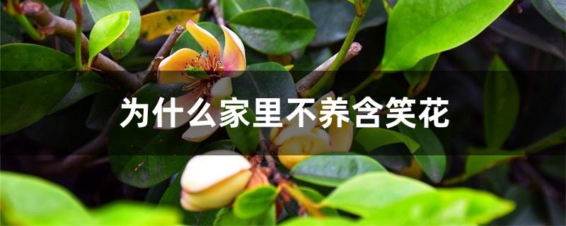 为什么家里不养含笑花 为什么家里不养含笑花