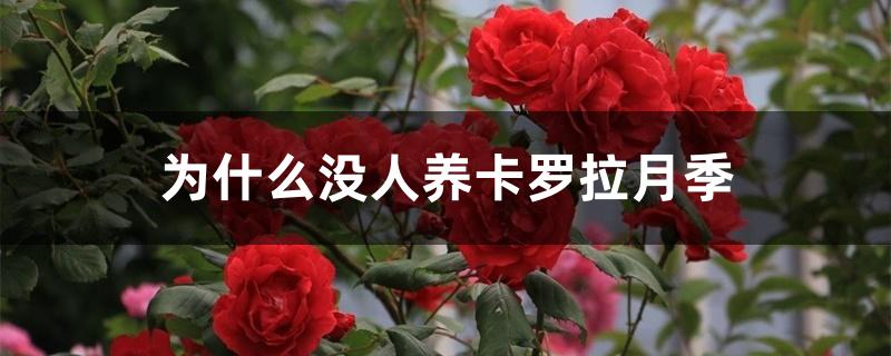 为什么没人养卡罗拉月季