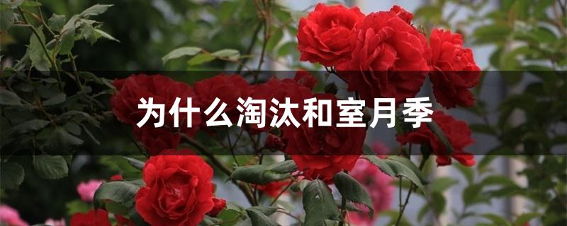 为什么淘汰和室月季