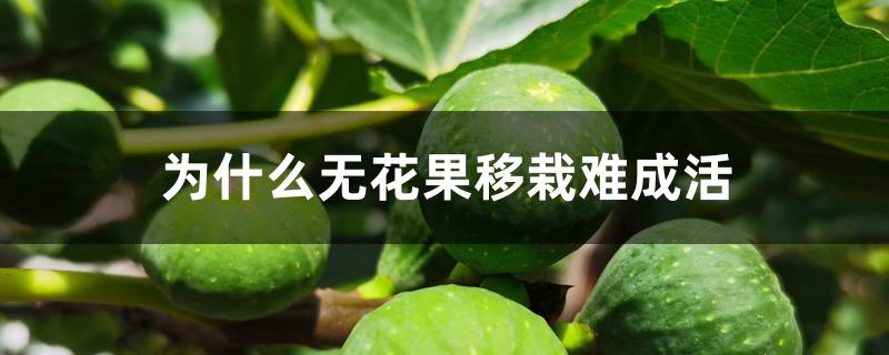 为什么无花果移栽难成活