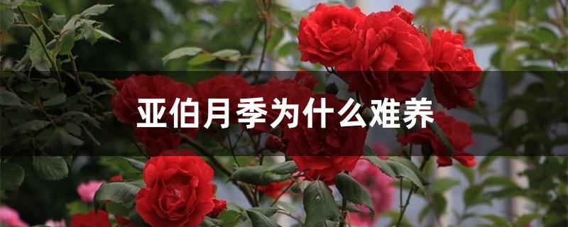 亚伯月季为什么难养