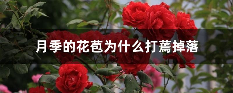 月季的花苞为什么打蔫掉落