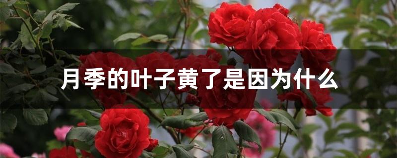 月季的叶子黄了是因为什么