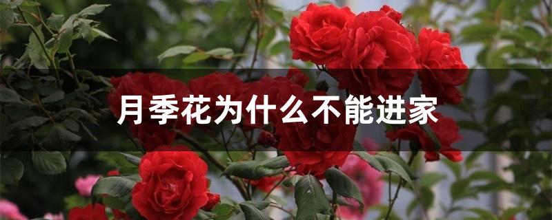 月季花为什么不能进家