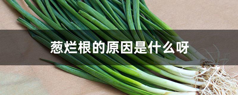 葱烂根的原因是什么呀 葱烂根的原因是什么呀