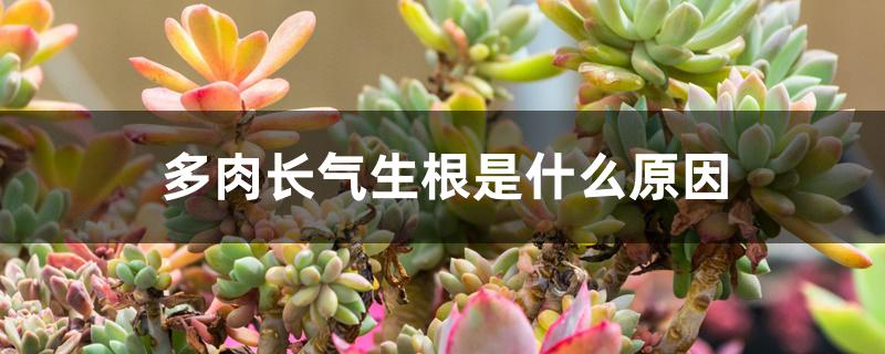 多肉长气生根是什么原因 多肉长气生根是什么原因
