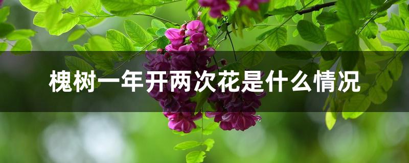 槐树一年开两次花是什么情况 槐树一年开两次花是什么情况