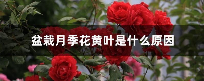 盆栽月季花黄叶是什么原因