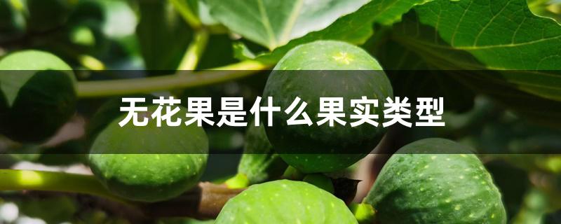 无花果是什么果实类型