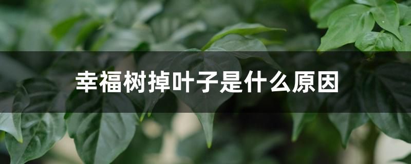 幸福树掉叶子是什么原因