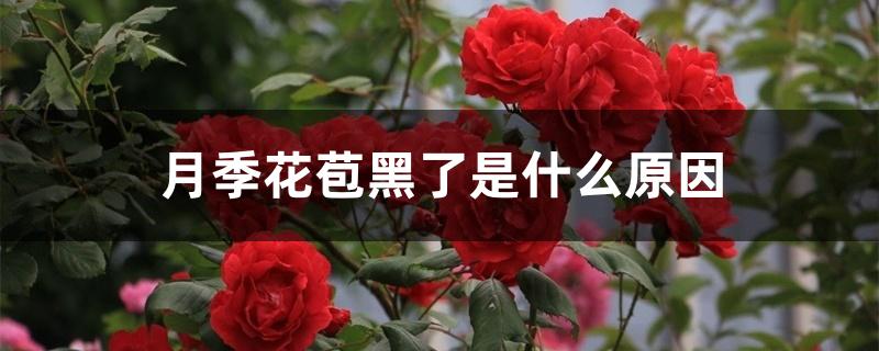 月季花苞黑了是什么原因