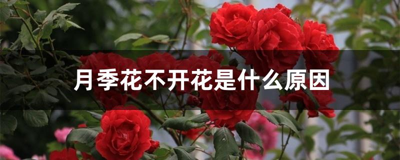 月季花不开花是什么原因