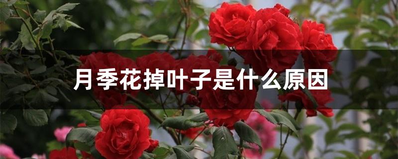 月季花掉叶子是什么原因