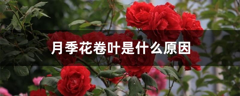 月季花卷叶是什么原因