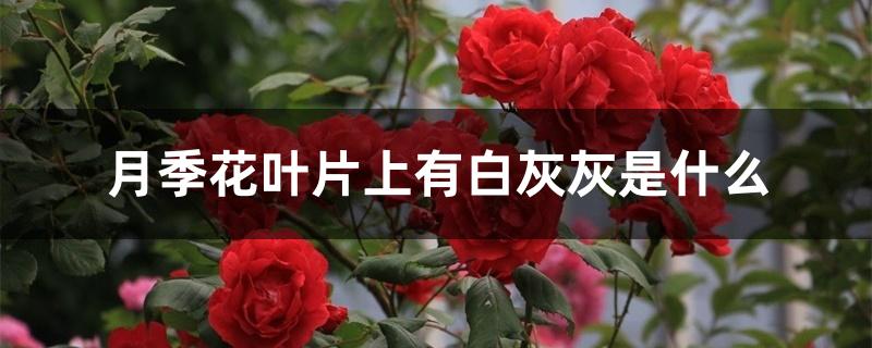 月季花叶片上有白灰灰是什么