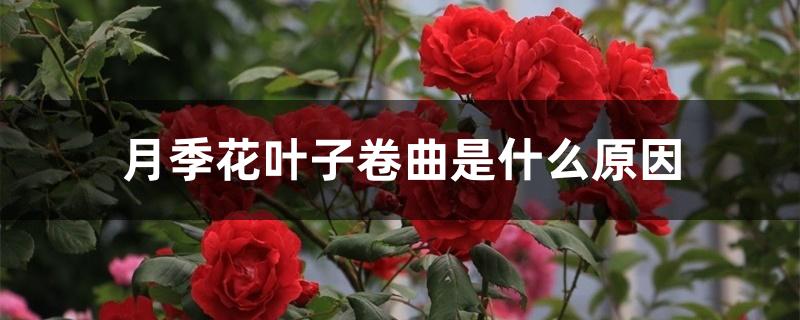 月季花叶子卷曲是什么原因