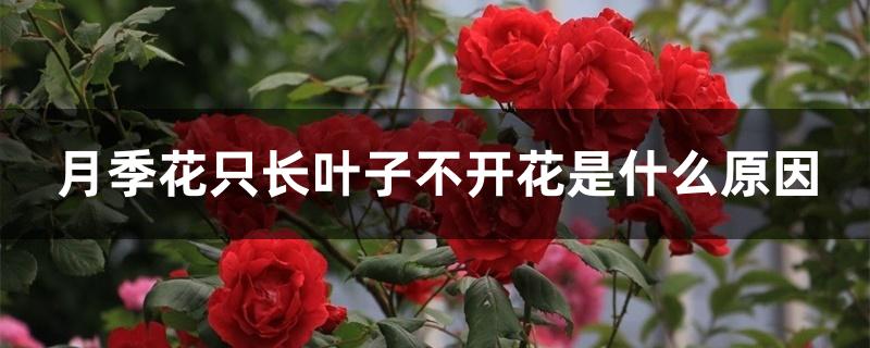 月季花只长叶子不开花是什么原因