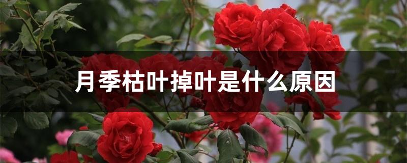 月季枯叶掉叶是什么原因