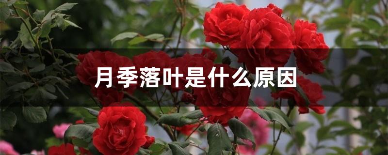 月季落叶是什么原因