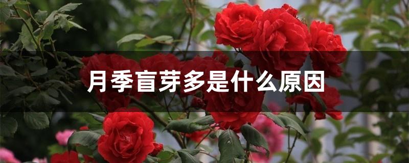 月季盲芽多是什么原因