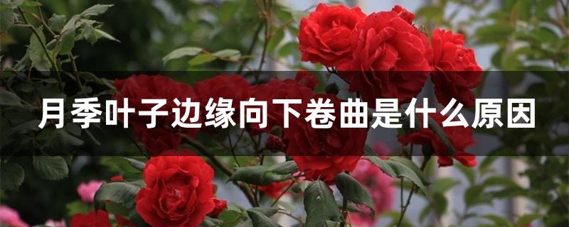 月季叶子边缘向下卷曲是什么原因