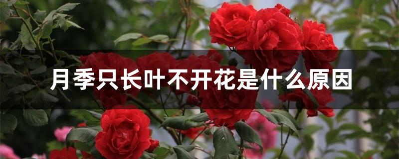 月季只长叶不开花是什么原因