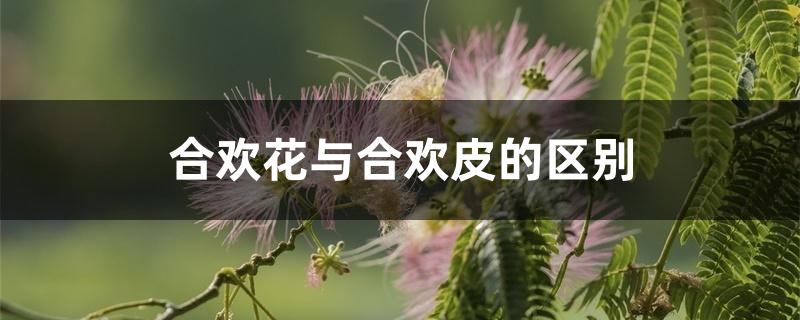 合欢花与合欢皮的区别