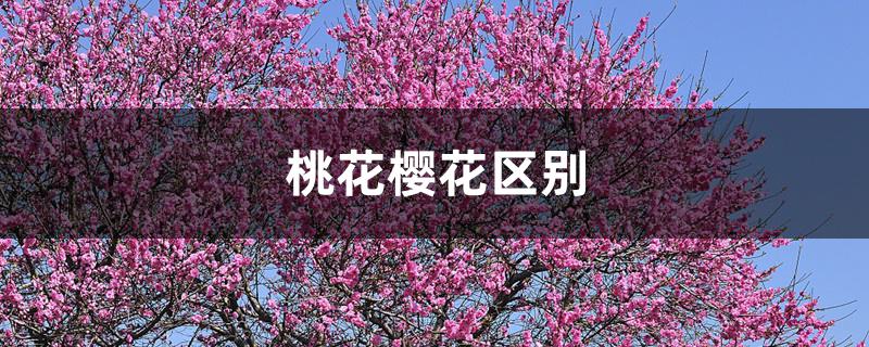 桃花樱花区别