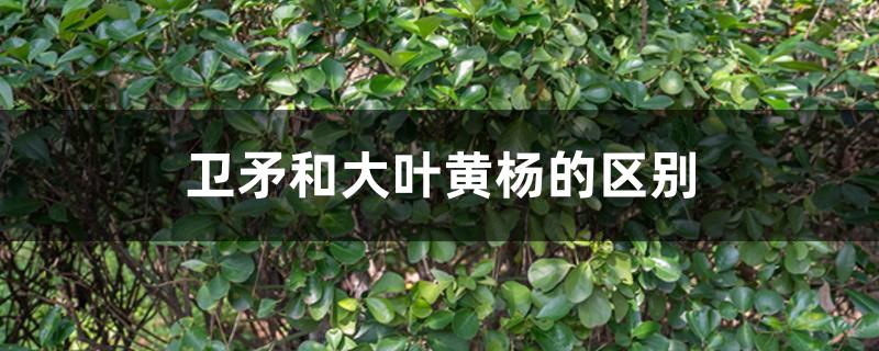 卫矛和大叶黄杨的区别