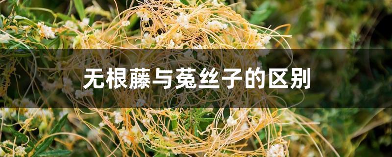 无根藤与菟丝子的区别