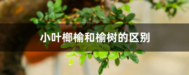 小叶榔榆和榆树的区别