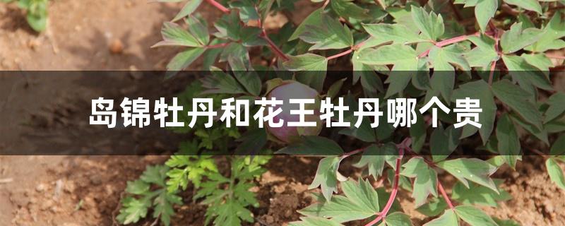 岛锦牡丹和花王牡丹哪个贵