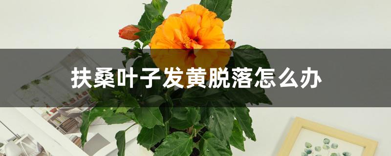 扶桑叶子发黄脱落怎么办