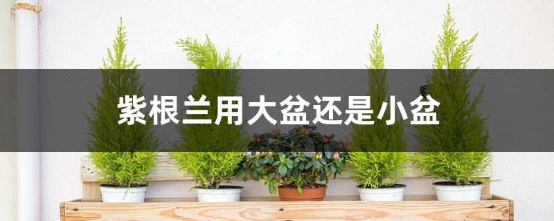 紫根兰用大盆还是小盆