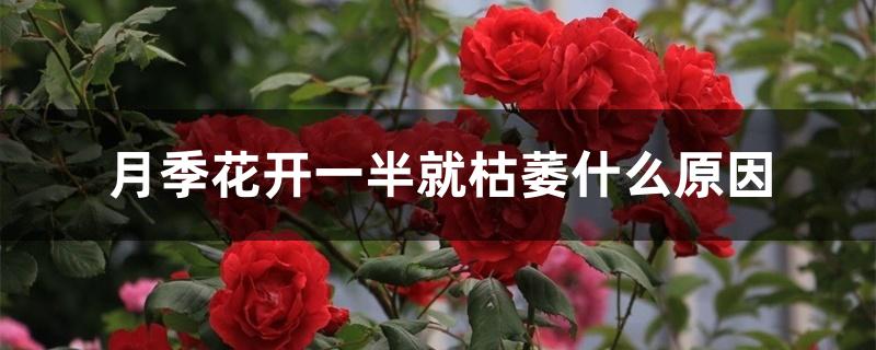 月季花开一半就枯萎什么原因