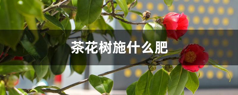 茶花树施什么肥