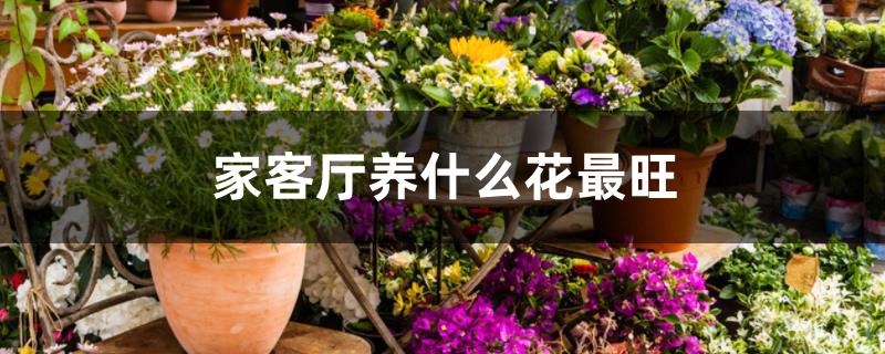 家客厅养什么花最旺 家客厅养什么花最旺