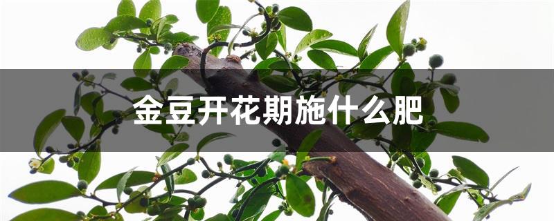 金豆开花期施什么肥