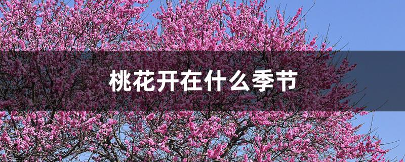 桃花开在什么季节