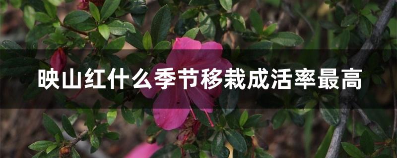 映山红什么季节移栽成活率最高