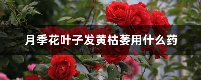 月季花叶子发黄枯萎用什么药