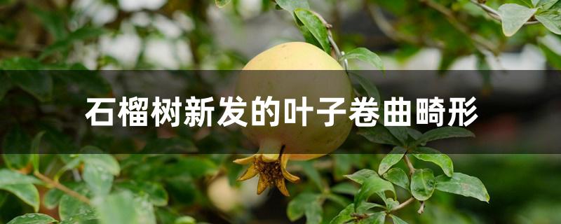 石榴树新发的叶子卷曲畸形 石榴树新发的叶子卷曲畸形