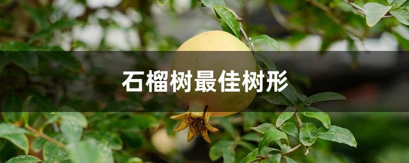 石榴树最佳树形 石榴树最佳树形