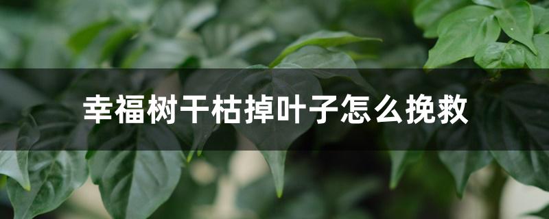 幸福树干枯掉叶子怎么挽救 幸福树干枯掉叶子怎么挽救